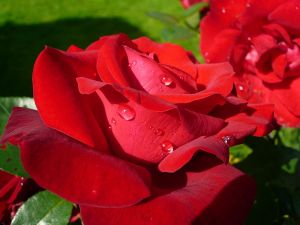 800px-Rose_rouge