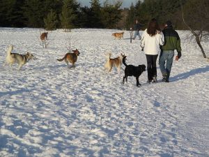 800px-Dogs_and_people_in_snowy_dog_park