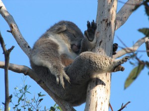 koala
