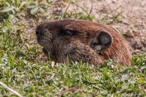 14026833099_7bab34ac48_c