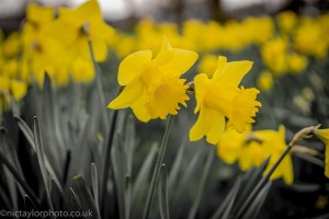 13287509003_5c9e98847d_c