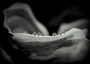 pearls